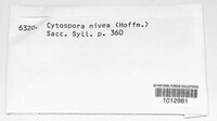 Cytospora nivea image
